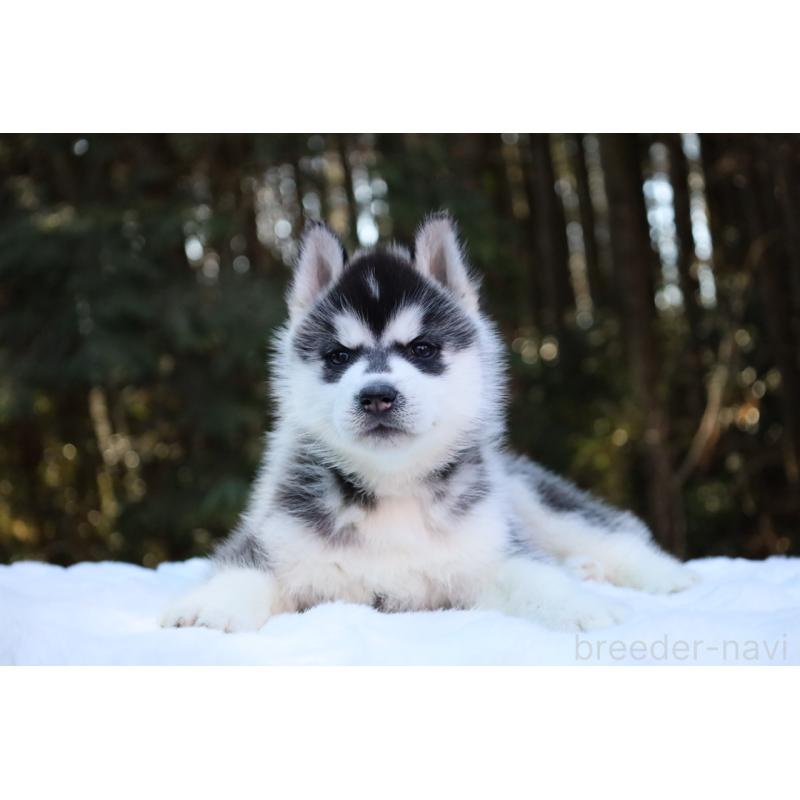 販売中の栃木県のシベリアンハスキー-446794の10枚目
