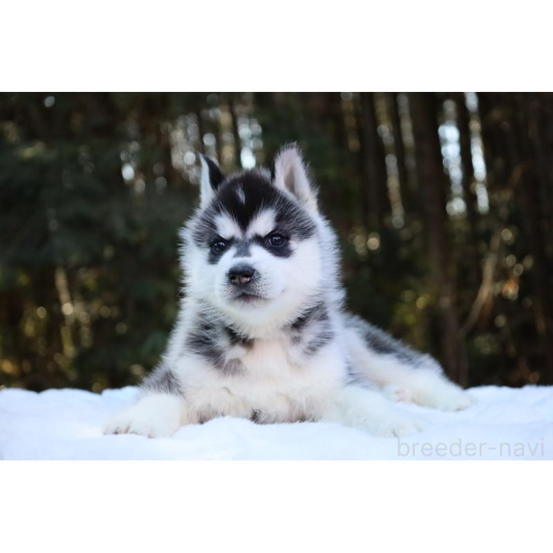 販売中の栃木県のシベリアンハスキー-446794の8枚目