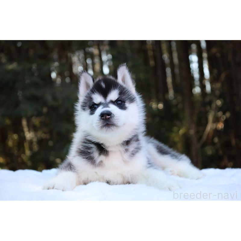 販売中の栃木県のシベリアンハスキー-446794の5枚目