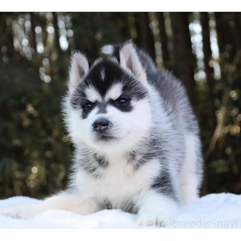 販売中の栃木県のシベリアンハスキー-446794の4枚目