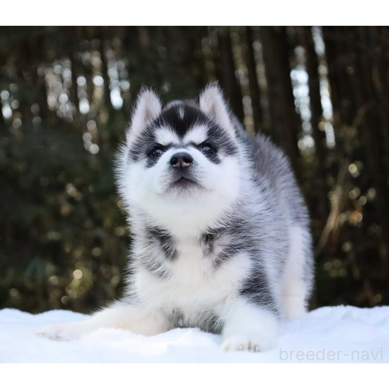 販売中の栃木県のシベリアンハスキー-446794の3枚目
