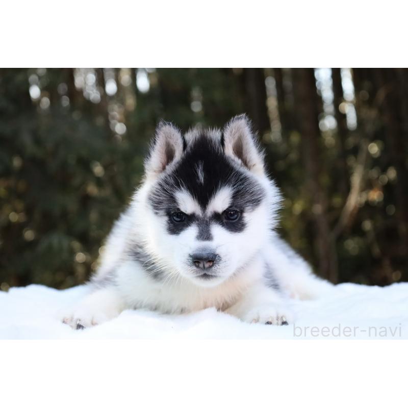 販売中の栃木県のシベリアンハスキー-446794の2枚目