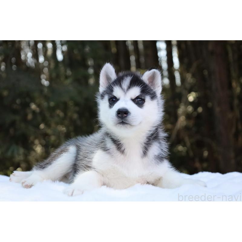 販売中の栃木県のシベリアンハスキー-446795の11枚目