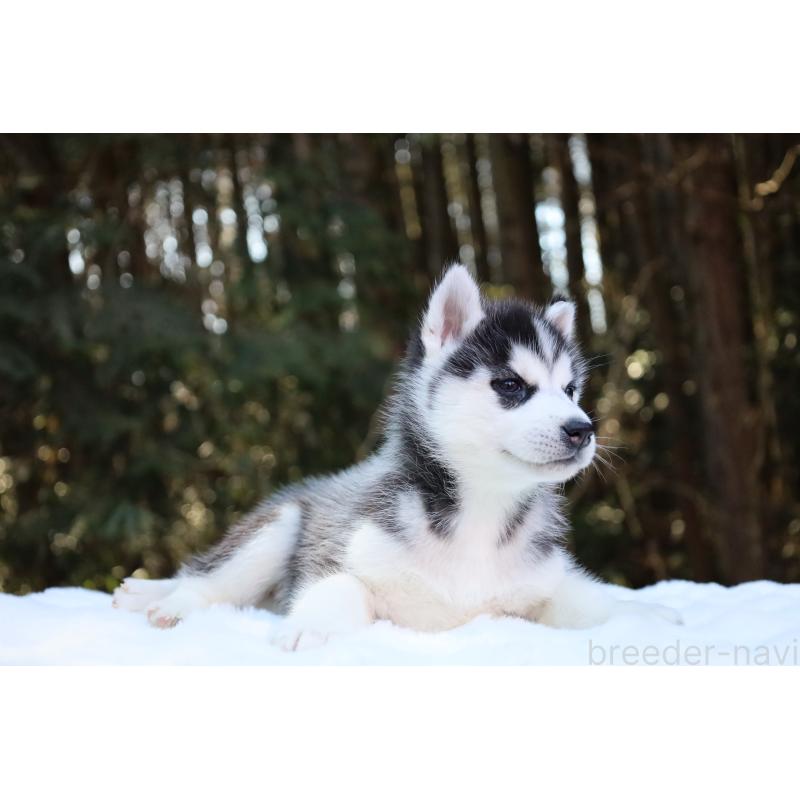 販売中の栃木県のシベリアンハスキー-446795の10枚目
