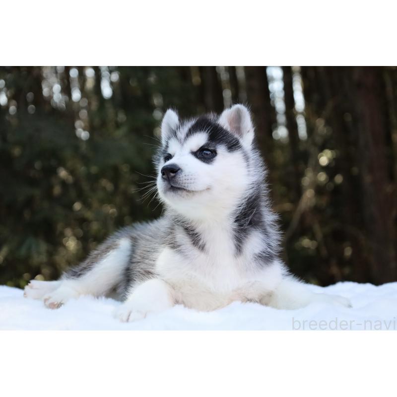 販売中の栃木県のシベリアンハスキー-446795の9枚目