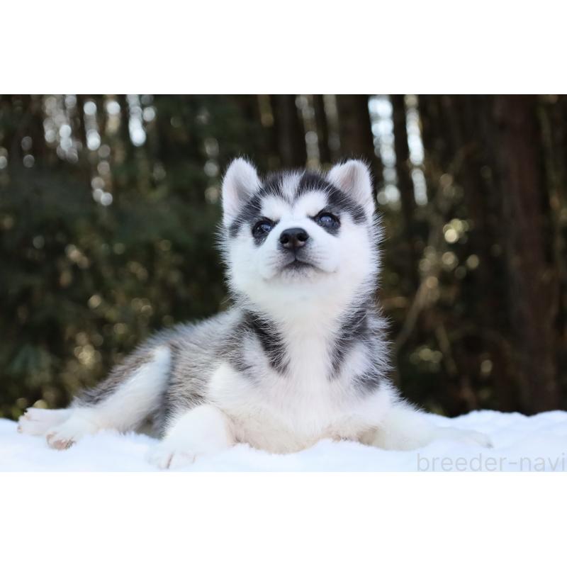 販売中の栃木県のシベリアンハスキー-446795の8枚目