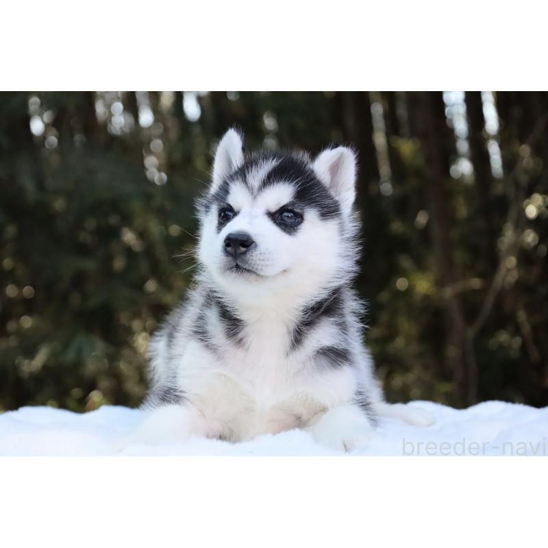 販売中の栃木県のシベリアンハスキー-446795の7枚目