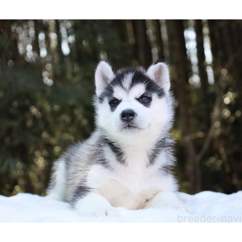 販売中の栃木県のシベリアンハスキー-446795の5枚目