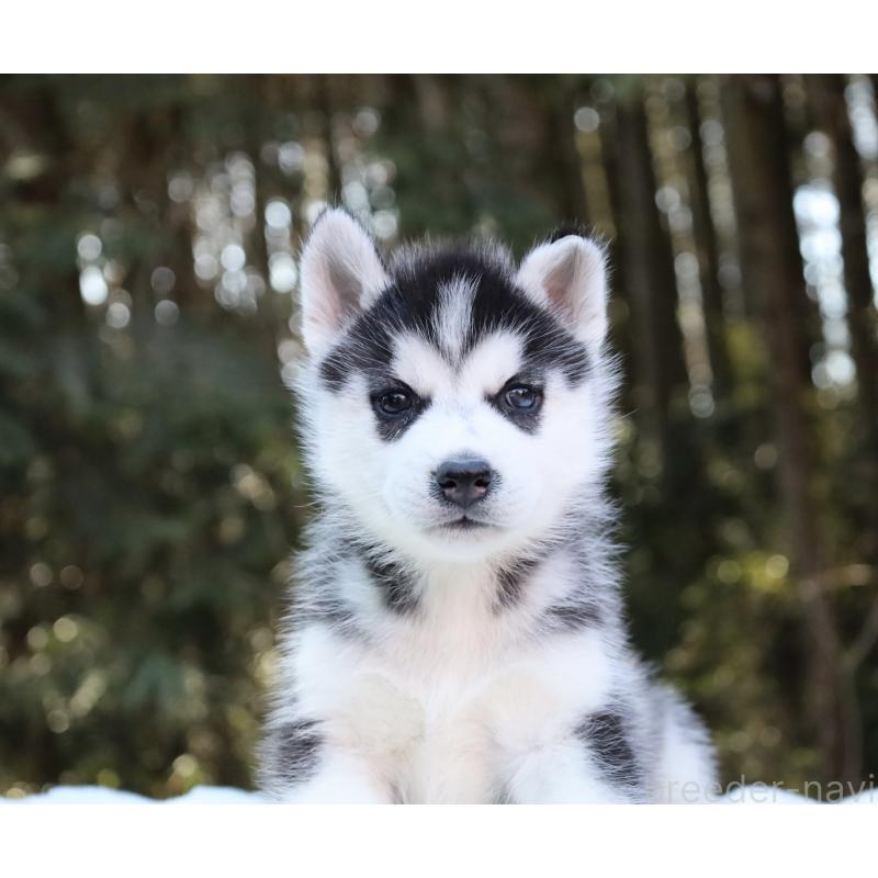 販売中の栃木県のシベリアンハスキー-446795の4枚目