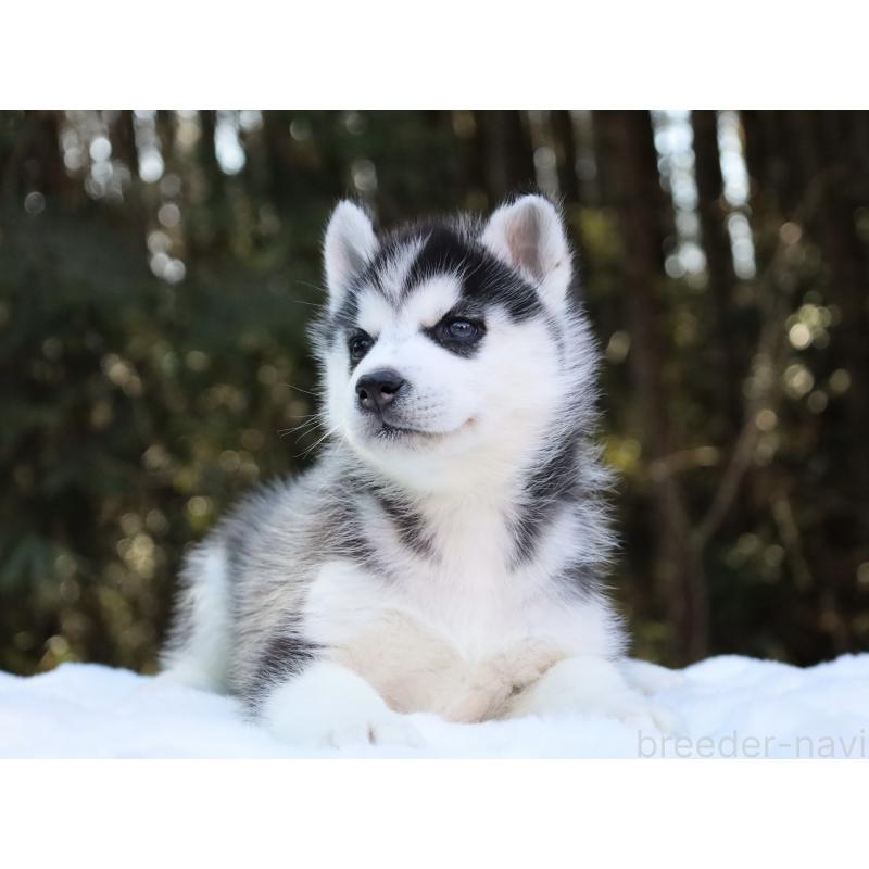 販売中の栃木県のシベリアンハスキー-446795の2枚目