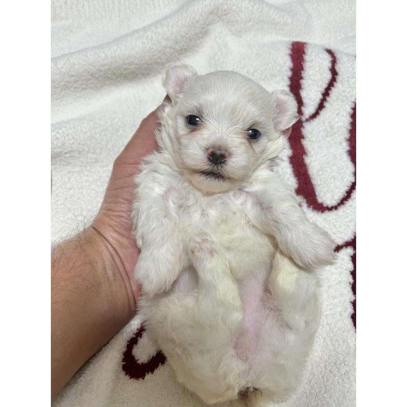 販売中の埼玉県のマルチーズ-446797の1枚目