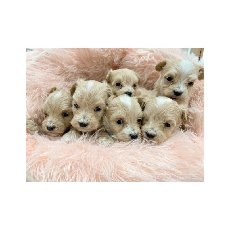 販売中の新潟県のマルプー:マルチーズ×トイプードル-446796の2枚目