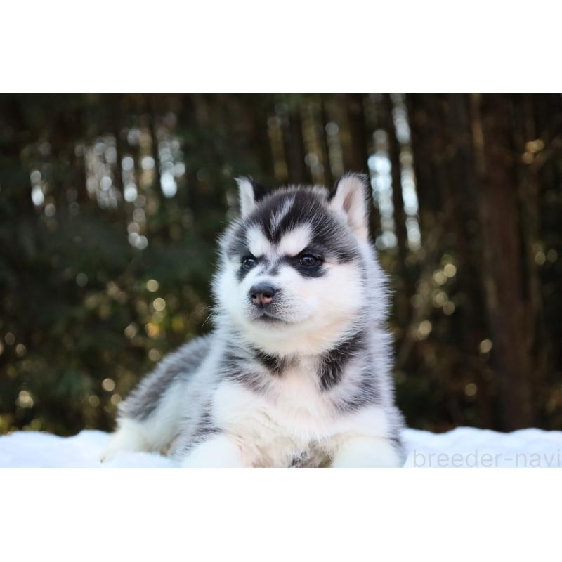 販売中の栃木県のシベリアンハスキー-446798の14枚目