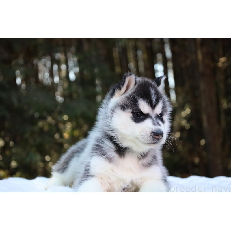 販売中の栃木県のシベリアンハスキー-446798の12枚目