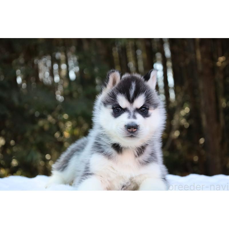 販売中の栃木県のシベリアンハスキー-446798の11枚目