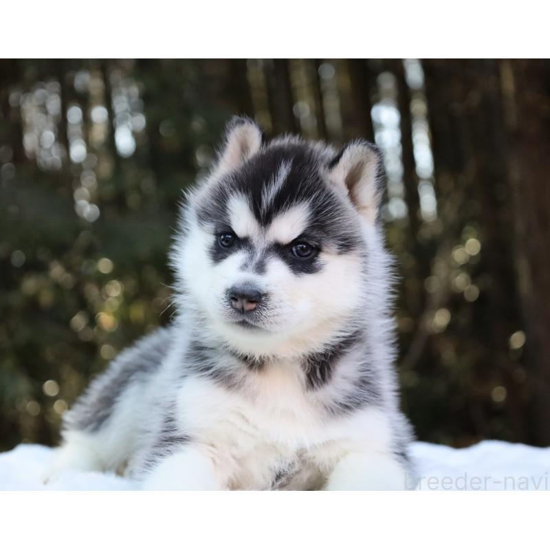 販売中の栃木県のシベリアンハスキー-446798の10枚目