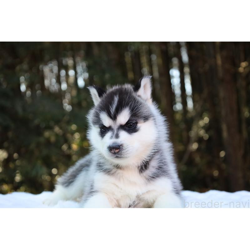 販売中の栃木県のシベリアンハスキー-446798の9枚目