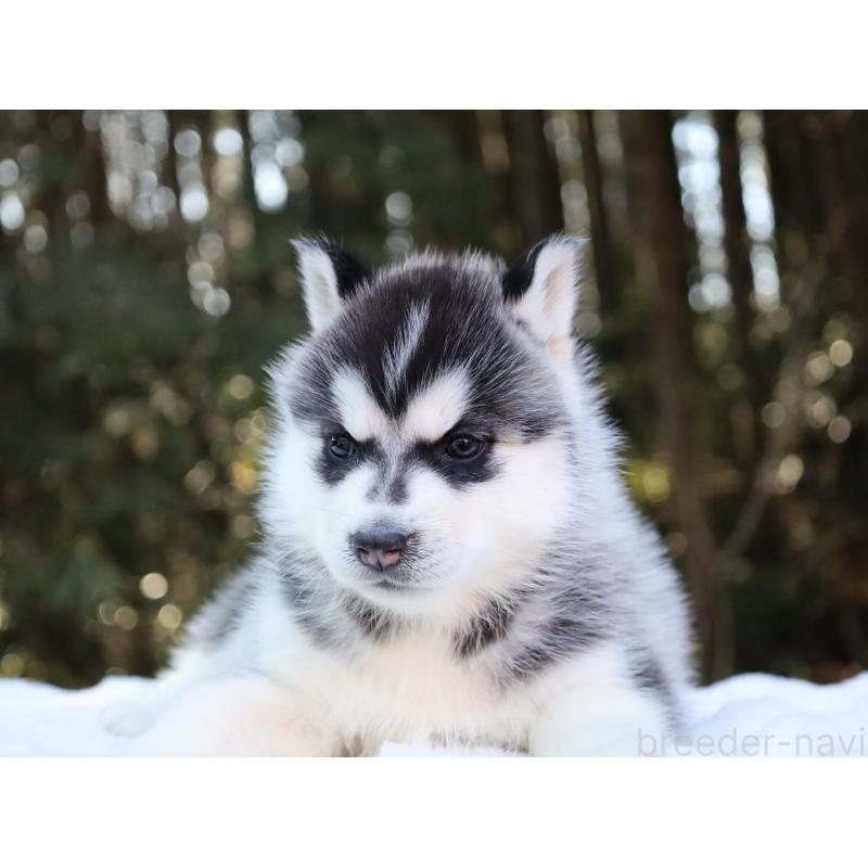 販売中の栃木県のシベリアンハスキー-446798の8枚目