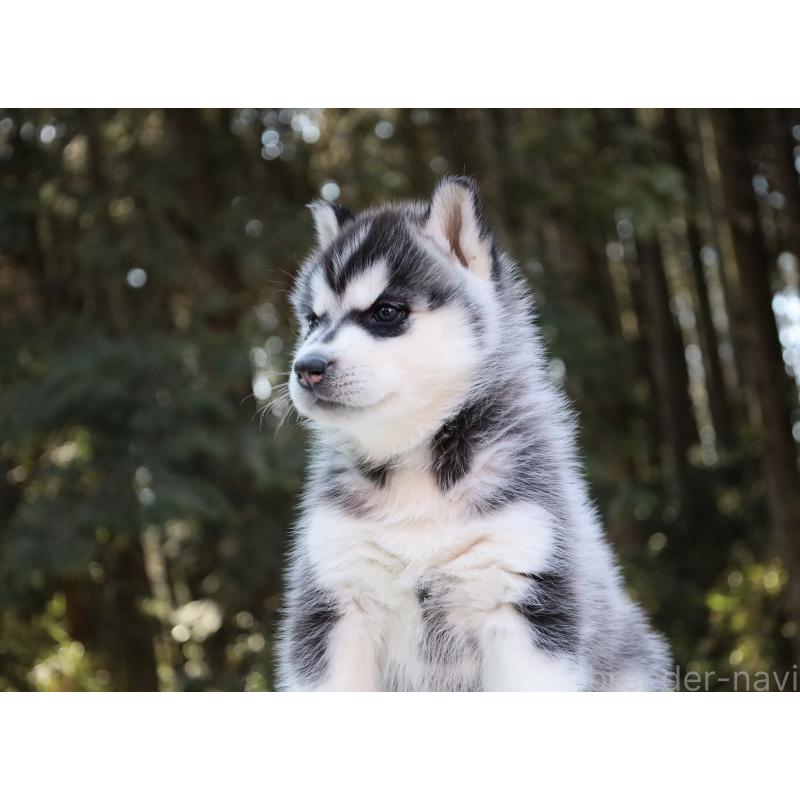 販売中の栃木県のシベリアンハスキー-446798の7枚目