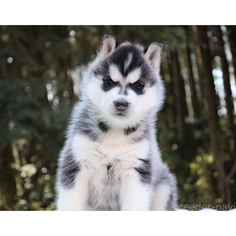 販売中の栃木県のシベリアンハスキー-446798の6枚目