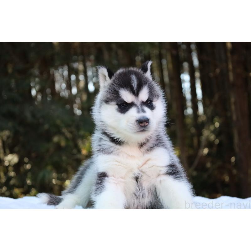 販売中の栃木県のシベリアンハスキー-446798の5枚目
