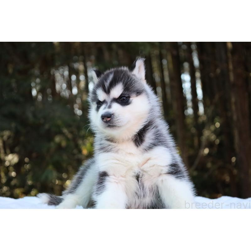 販売中の栃木県のシベリアンハスキー-446798の4枚目