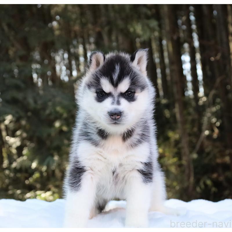 販売中の栃木県のシベリアンハスキー-446798の3枚目