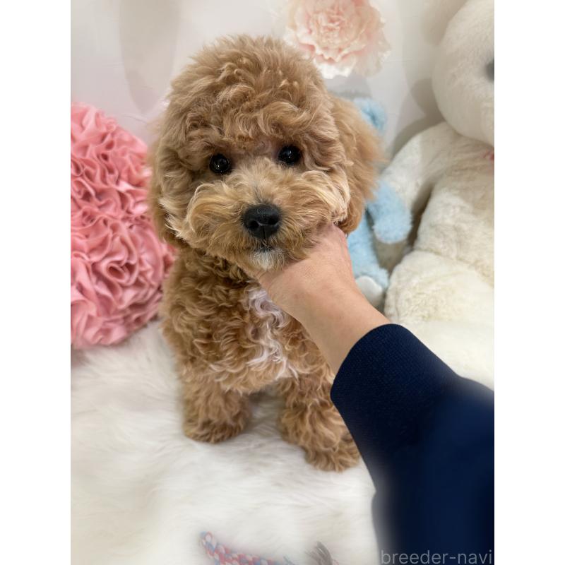 販売中の香川県のビションプー:ビションフリーゼ×トイプードル-417284の4枚目