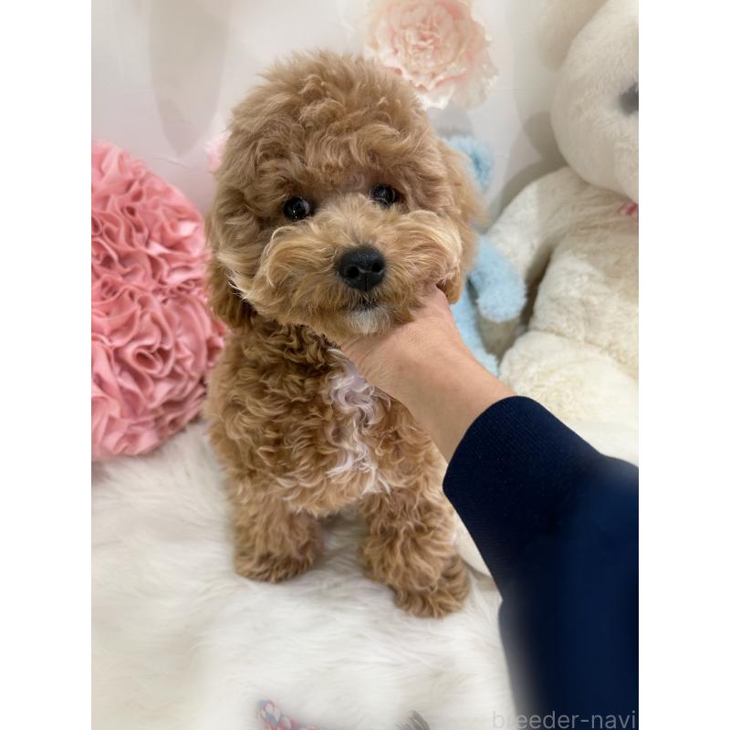 販売中の香川県のビションプー:ビションフリーゼ×トイプードル-417284の3枚目