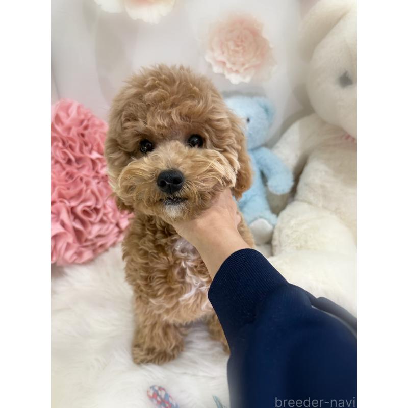 販売中の香川県のビションプー:ビションフリーゼ×トイプードル-417284の2枚目