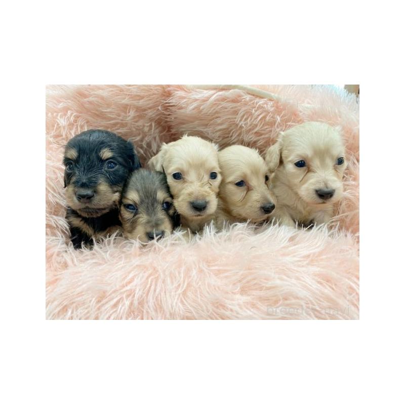 販売中の新潟県のミニチュアダックスフンド(ロングヘアード)-446799の3枚目