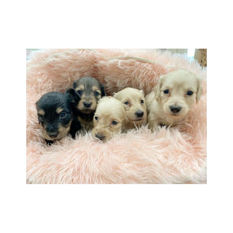 販売中の新潟県のミニチュアダックスフンド(ロングヘアード)-446799の2枚目