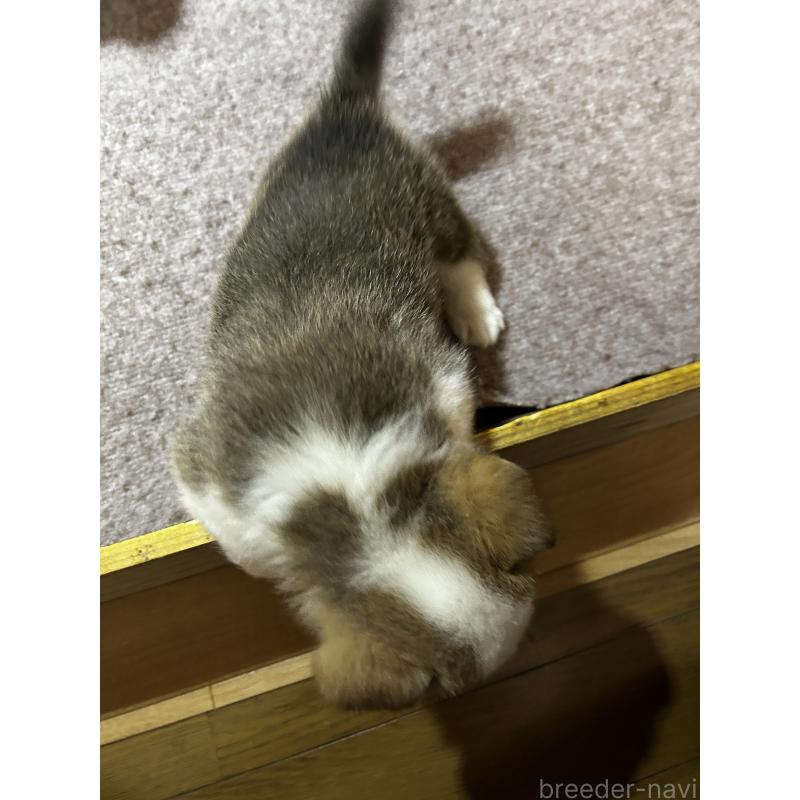 販売中の滋賀県のウェルシュコーギーペンブローク-446800の3枚目