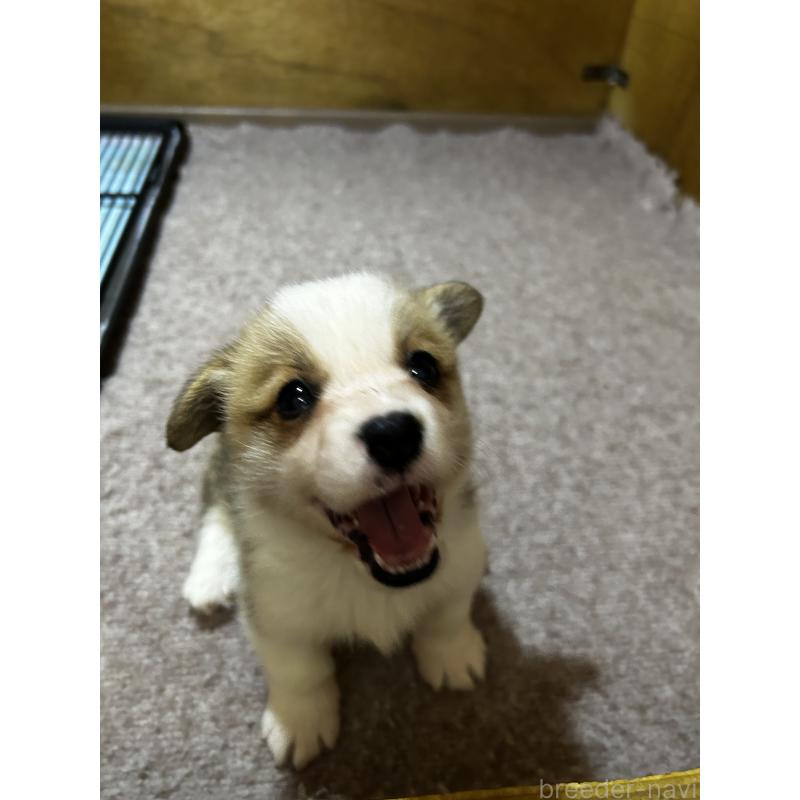 販売中の滋賀県のウェルシュコーギーペンブローク-446800の2枚目