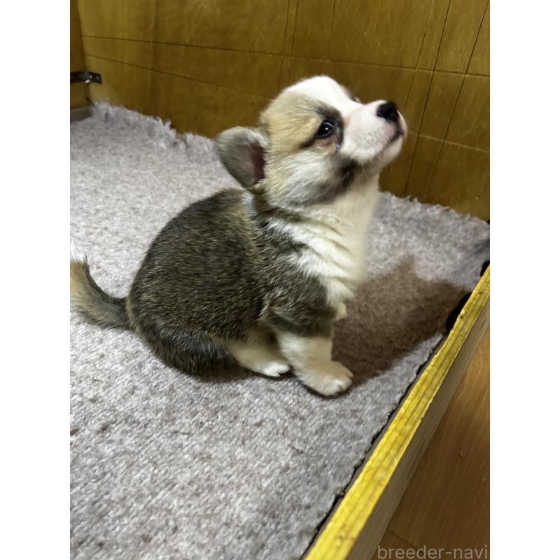 販売中の滋賀県のウェルシュコーギーペンブローク-446801の3枚目