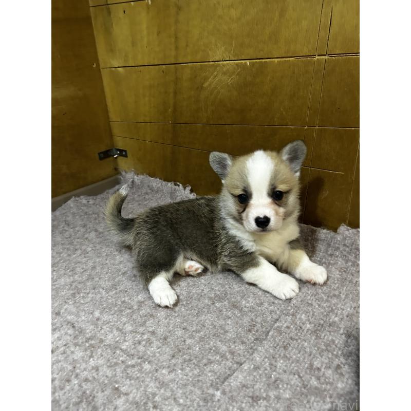 販売中の滋賀県のウェルシュコーギーペンブローク-446801の2枚目