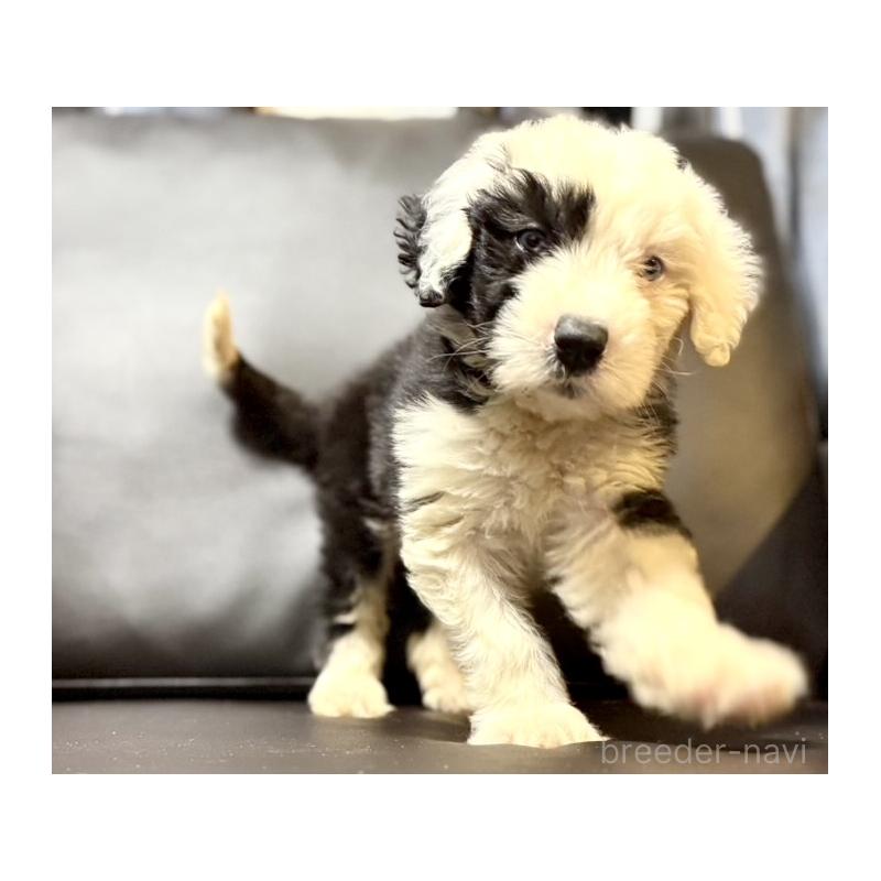 販売中の奈良県のオールドイングリッシュシープドッグ-446803の1枚目