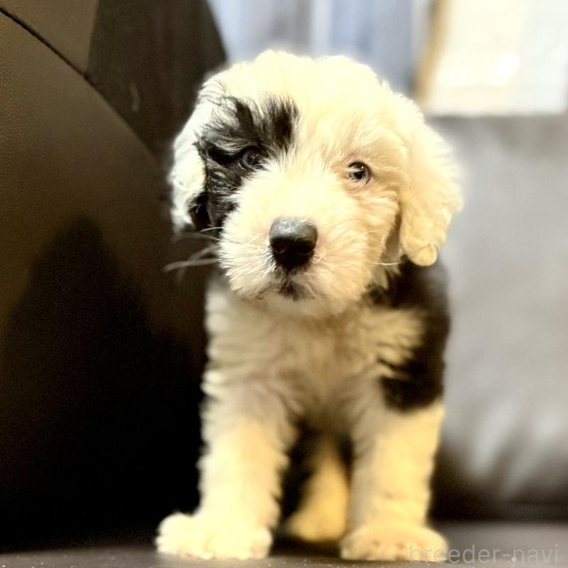 販売中の奈良県のオールドイングリッシュシープドッグ-446803の9枚目