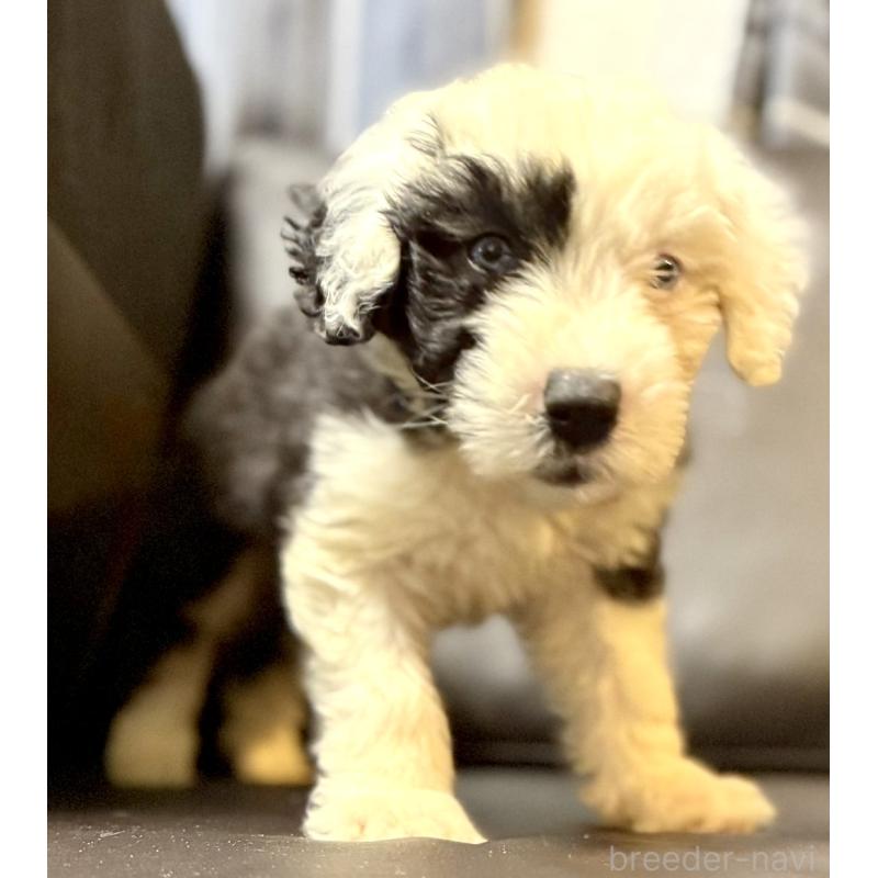 販売中の奈良県のオールドイングリッシュシープドッグ-446803の8枚目