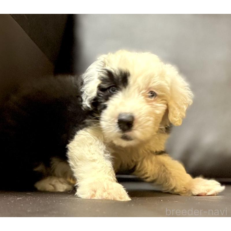 販売中の奈良県のオールドイングリッシュシープドッグ-446803の7枚目