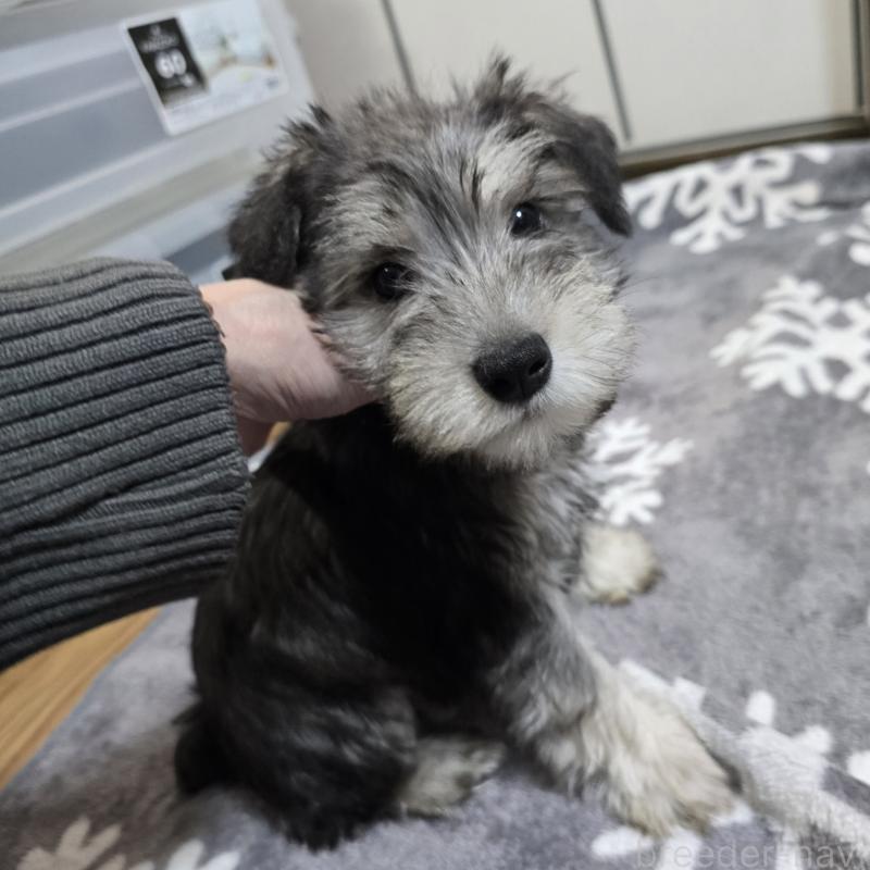 販売中の岡山県のミニチュアシュナウザー-436739