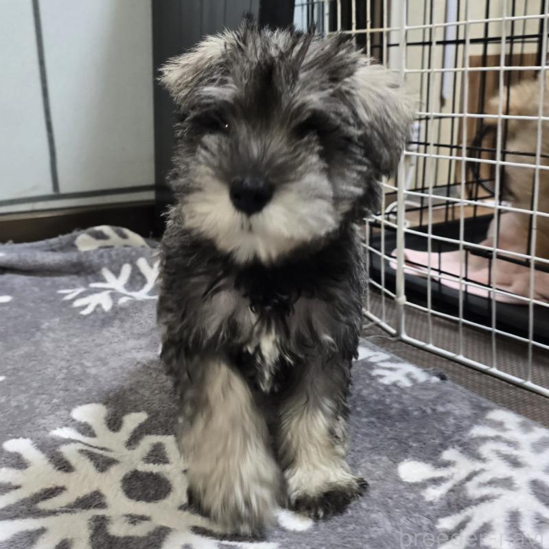 販売中の岡山県のミニチュアシュナウザー-436742の1枚目