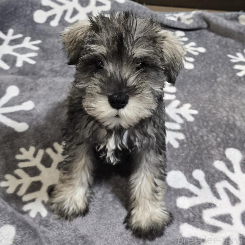 販売中の岡山県のミニチュアシュナウザー-436742の3枚目