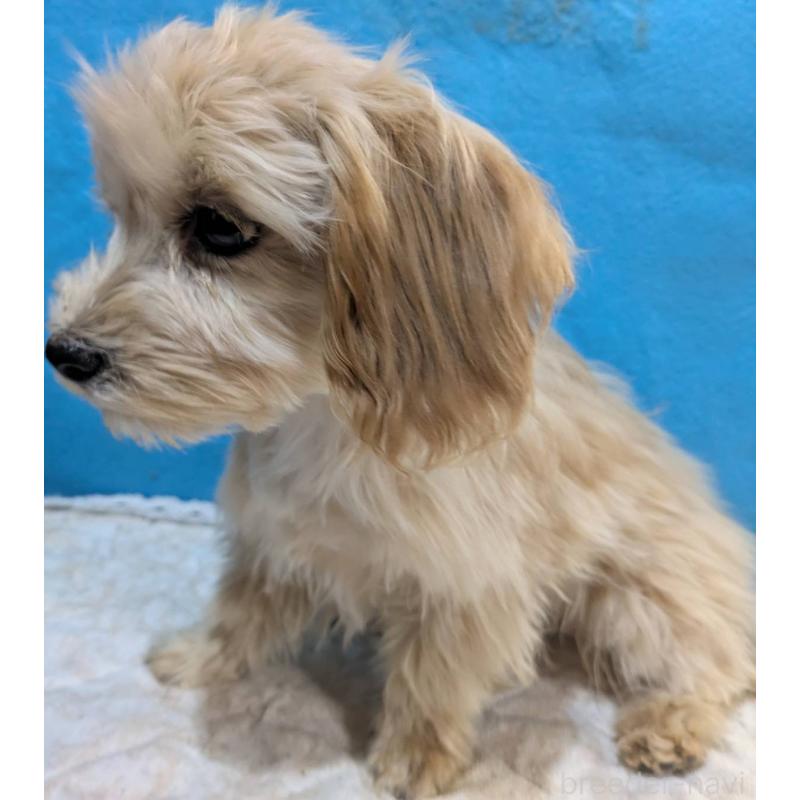 販売中の埼玉県のマルプー:マルチーズ×トイプードル-420866の21枚目