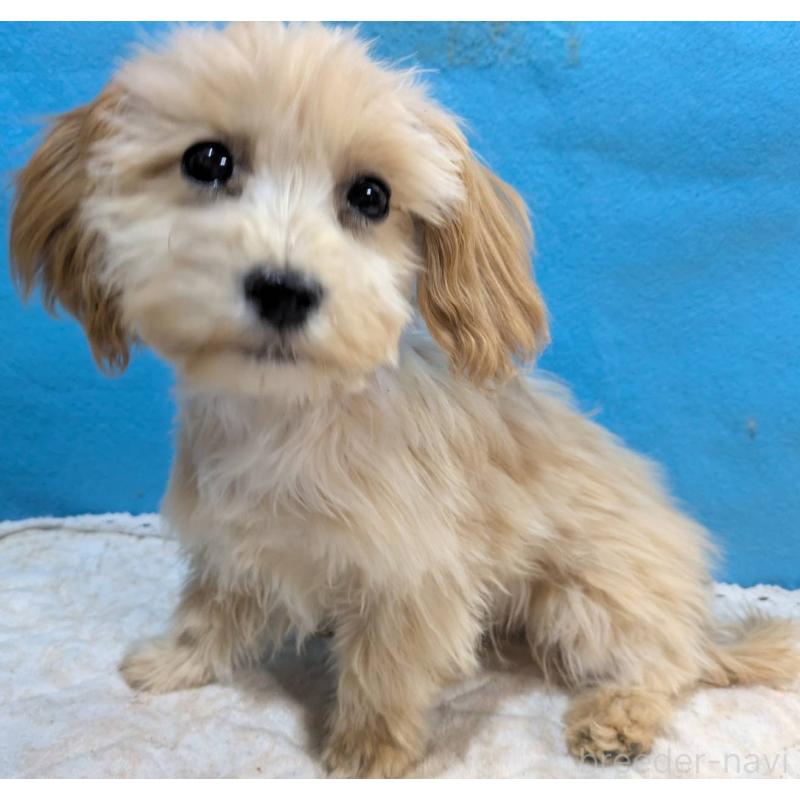 販売中の埼玉県のマルプー:マルチーズ×トイプードル-420866の20枚目