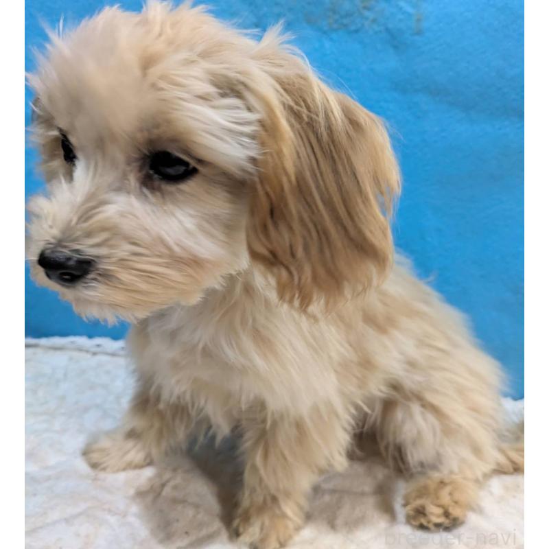 販売中の埼玉県のマルプー:マルチーズ×トイプードル-420866の18枚目