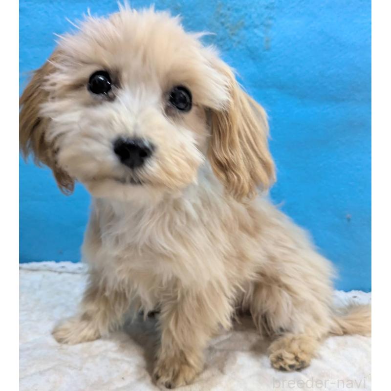 販売中の埼玉県のマルプー:マルチーズ×トイプードル-420866の17枚目