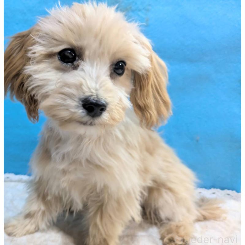 販売中の埼玉県のマルプー:マルチーズ×トイプードル-420866の16枚目