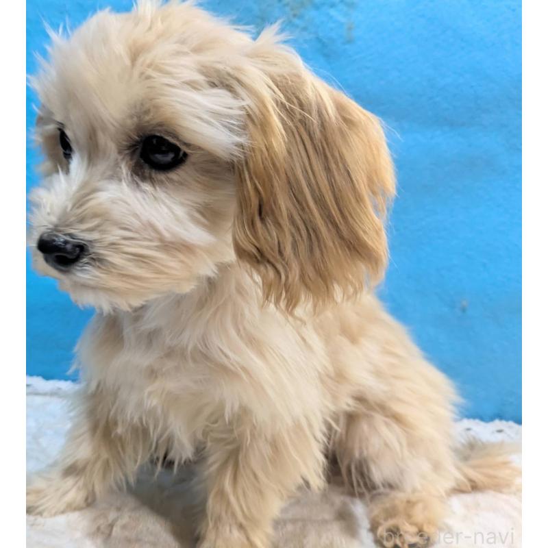 販売中の埼玉県のマルプー:マルチーズ×トイプードル-420866の15枚目