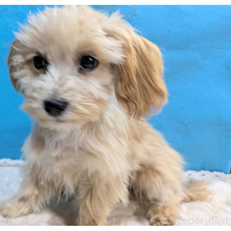 販売中の埼玉県のマルプー:マルチーズ×トイプードル-420866の14枚目